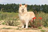 CHIEN FINNOIS DE LAPONIE 438